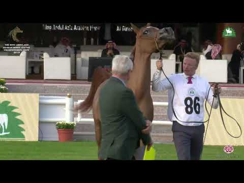 N 86 SEMSEM AL ENAYA   KAAHC 2019   Fillies 2 Years Old Class 2A