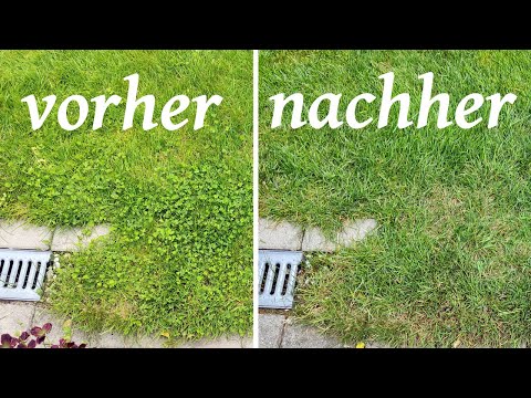 Unkraut im Rasen entfernen (Compo Rasen Unkrautvernichter) - So geht's