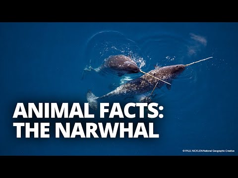 Photos & Videos | WWF Photos & Videos | WWF