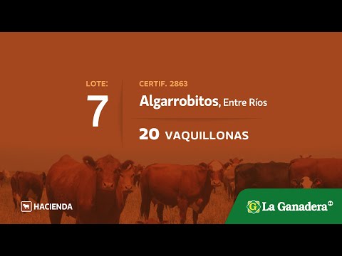 Vaquillonas en Algarrobitos (E.Rios)