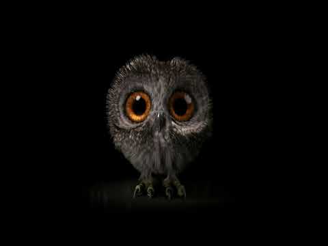 ბუ - მიმართულება / bu - mimartuleba