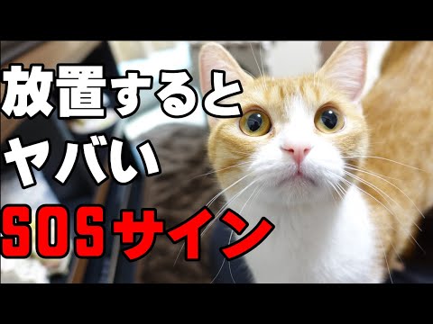 うちの猫の目が腫れているのはなぜですか? - 5つの原因 - 角膜潰瘍 - 猫が片目を閉じて鳴く