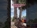 Paying $600 To Clean My Palm Trees #palmtrees #landscape #curbappeal #realestate #landscaping