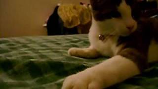 Download lagu Hello Cat mp3 Download lagu Hello Cat mp3