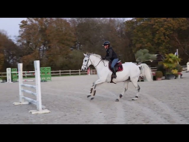 Caballo castrado Origine Constatée En venta 2016 Tordo por Continuum