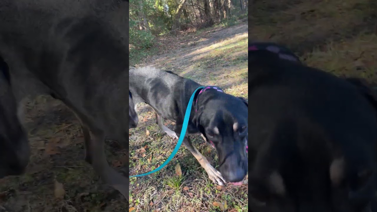 G.I Joe, a ADOPTABLE Black and Tan Coonhound in Sebring, FL video 2/5