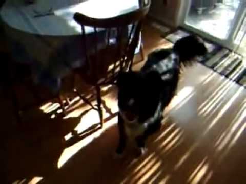 Perro odia que le muestren el dedo