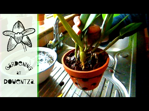 Repotting A Cattleya The Traditional Way - tips & tricks