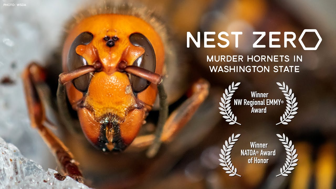 Nest Zero - Murder Hornets in Washington State - YouTube