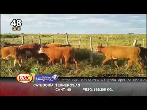 Lote 40 Terneras en Concordia, Entre Ríos