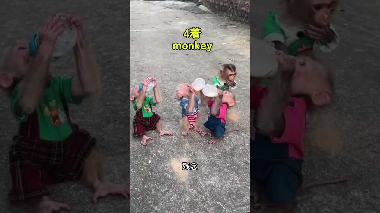 Monkey milk race🍼