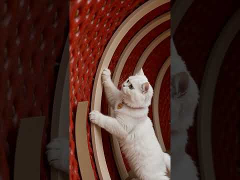 This Cat Said 