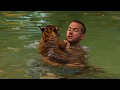 Tiger Cubs' First Time Swimming