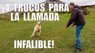 Para que tu ejemplar venga cuando lo llamas