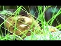 Aagaya Gangai Remastered Video Song