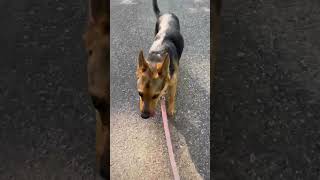 Video preview image #1 German Shepherd Dog-Unknown Mix Puppy For Sale in Woodsfield, OH, USA