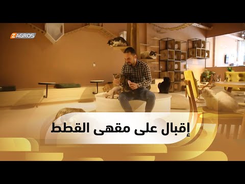 شاهد بالفيديو.. أربيل .. ازدياد الإقبال على مقهي القطط