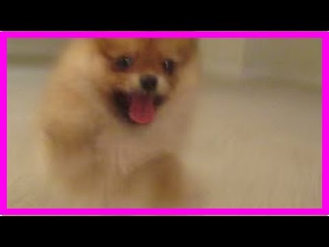 Ein Baby-Spitz hat gute Laune!