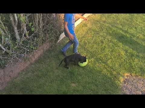 Mit Nero im Garten Fußball spielen