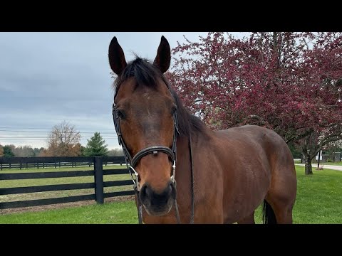 For Sale: Handsome Swede (2015)