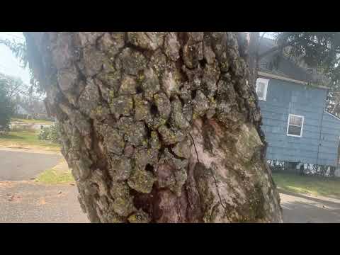 Carpenter Ants Discovered in the Tree in Colts Neck, NJ