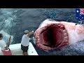 Гигантскую большую белую акулу сожрал загадочный монстр 