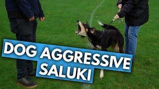 Nick Meets Zero the Aggressive Saluki