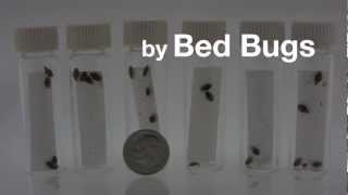 How to Get Rid of Bed Bugs | The ZappBug Oven
