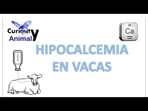 , title : 'HIPOCALCEMIA EN VACAS (Fisiopatología,  tratamiento, y como entender esta patología)'