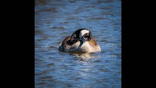 Bird photography at Norman pond by i35 40626