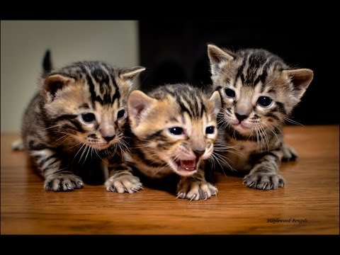 Bengal Kittens You can watch one being born!