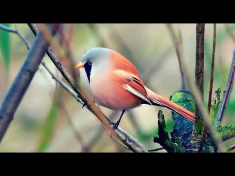 Cox gozel hezin musiqi adami xeyallara aparan