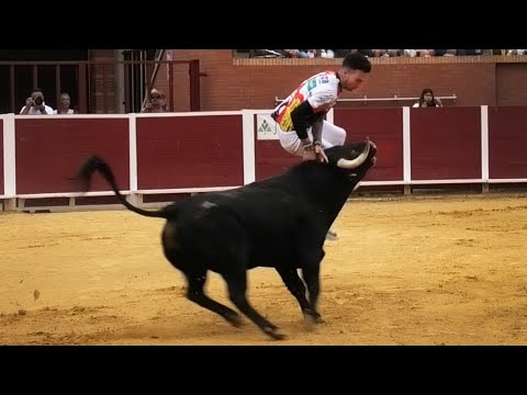 Nava del Rey Concurso de Recortes con Toros Bravos 2023