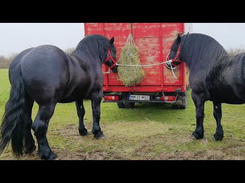 Armăsarii lui Finteușan Costel de la Frizia-Baia Mare 2023