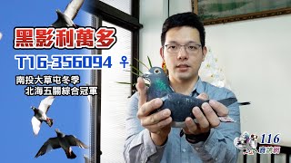 【Super Pigeon】1st Ace pigeon🏆 Taiwan Dacaotun club winter race 2016丨T16-56094丨江長義