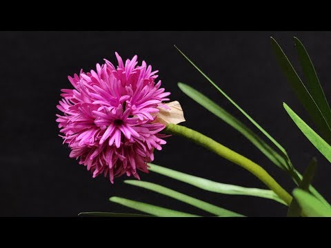 ABC TV | How To Make Chives Paper Flower - Craft Tutorial