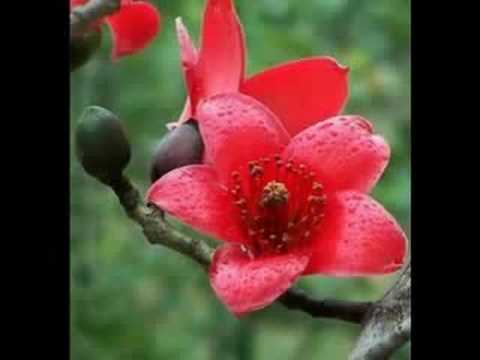 Thể hiện bởi Tam Ca 3A
