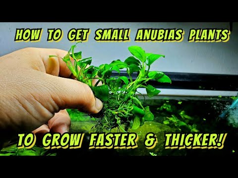 Der kleine Trick, mit dem Anubias-Pflanzen schneller und dichter wachsen. Wie man sie teilt und v...