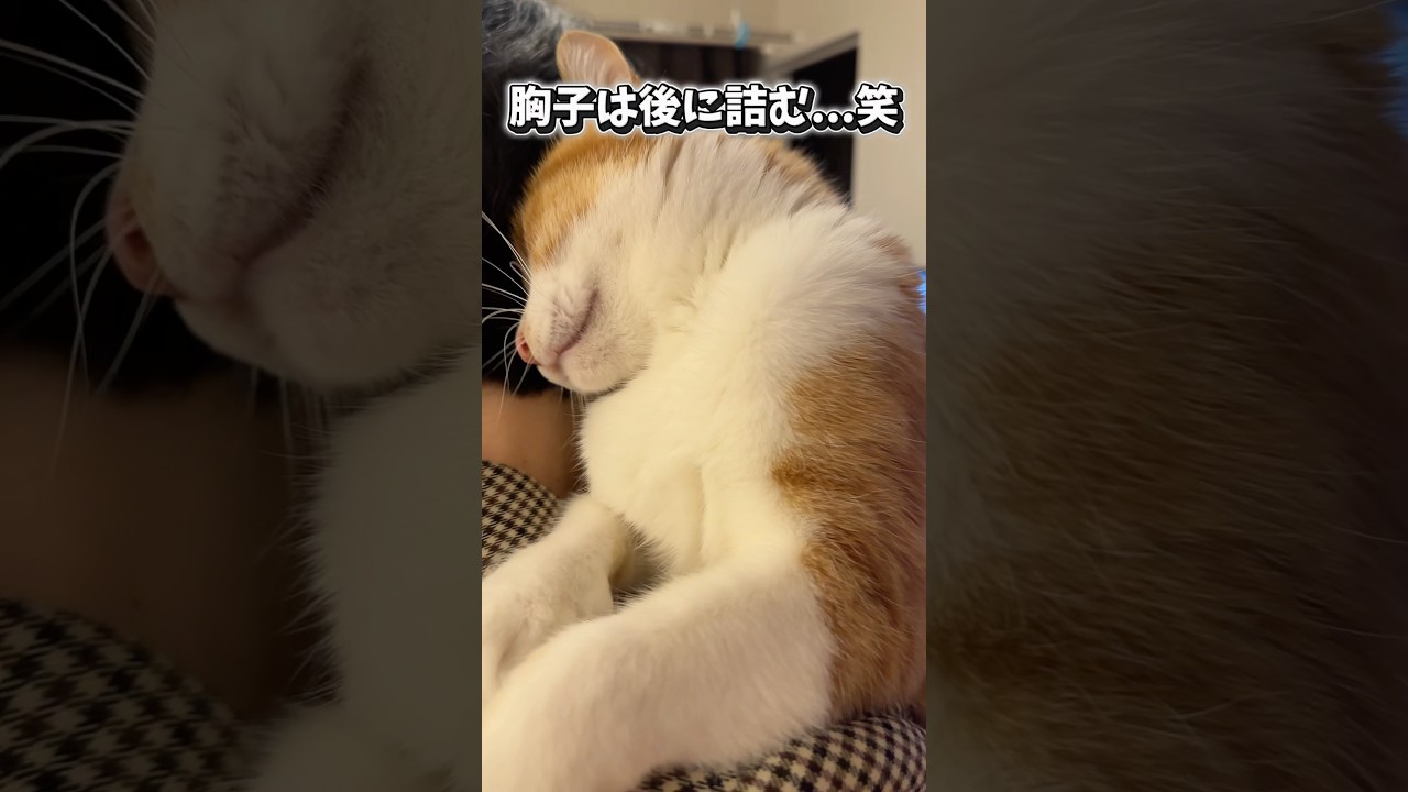 猫を抱っこして主は詰む。