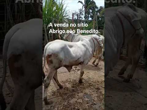 gado bom a venda no sítio abrigo em São Benedito Ceará,  contato: (88)9251-6368