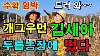 MBC 생방송 오늘저녁 촬영 / 개그우먼 김세아 두릅 엄청 좋아해요 / 두릅수확시기