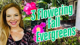 🌸3 Fall Flowering Evergreens For Southern Gardens  