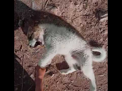 Miss u cocu...🌸🌸🌸🐶🥺🥺