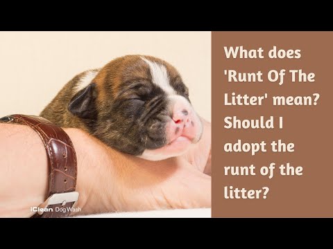 What does 'Runt Of The Litter' mean? Should I adopt the runt of the litter?