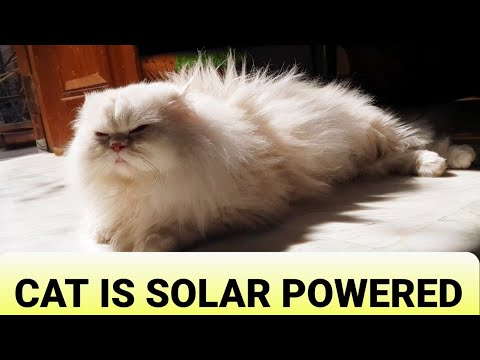 HAPPIEST CAT SOAKING UP SUN'S RAYS @MEMUTHECAT