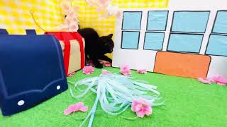 ブリティッシュショートヘアの動画01