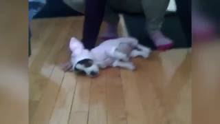 Puppy can't stand up while wearing a bunny outfit