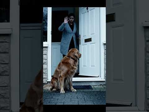 A loyal dog learns how to be a brave hero! 😼 #dog #AnimalRescue #rescuedog #rescue