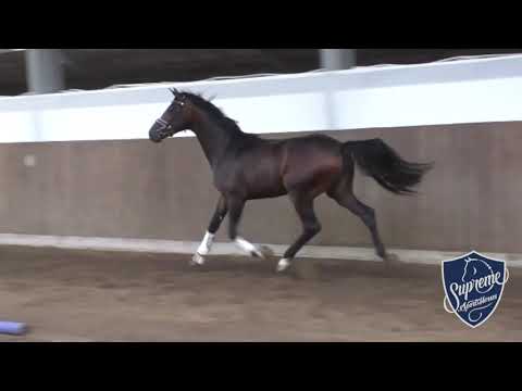 2017 Colt by Buckingham