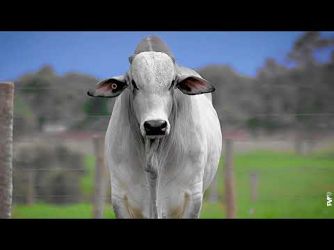 TOURO NELORE - 455 FIV ACN - ACNN 455